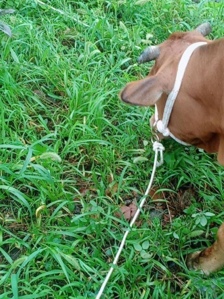 Tie Nylon nylon rope Hanging heavy objects, dry clothes, ropes, cow ropes, sheep special ropes, cattle reins, pull horses