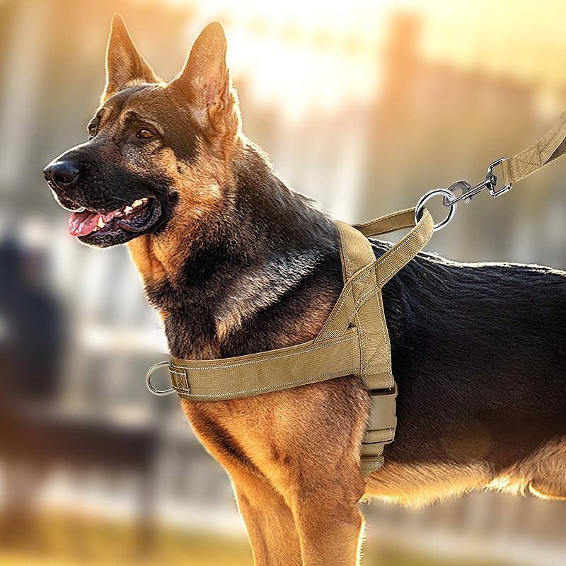 Army Dog traction rope large dog dog chest strap vest collar collar horse dog, golden Maode pastoral pasta, pasta ring walking dog rope