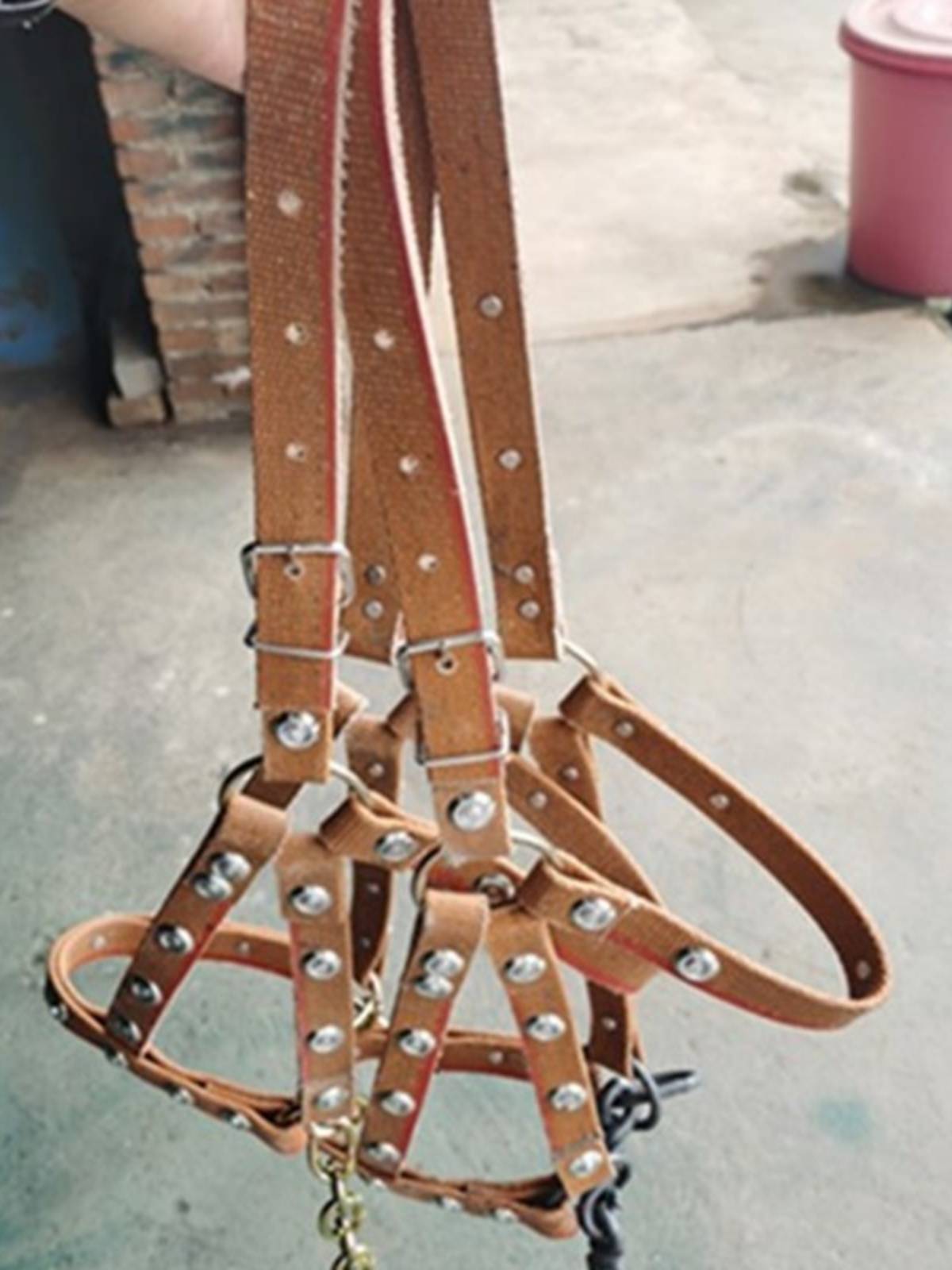 The horse chews a donkey, and the horse's cages are full of their own ropes