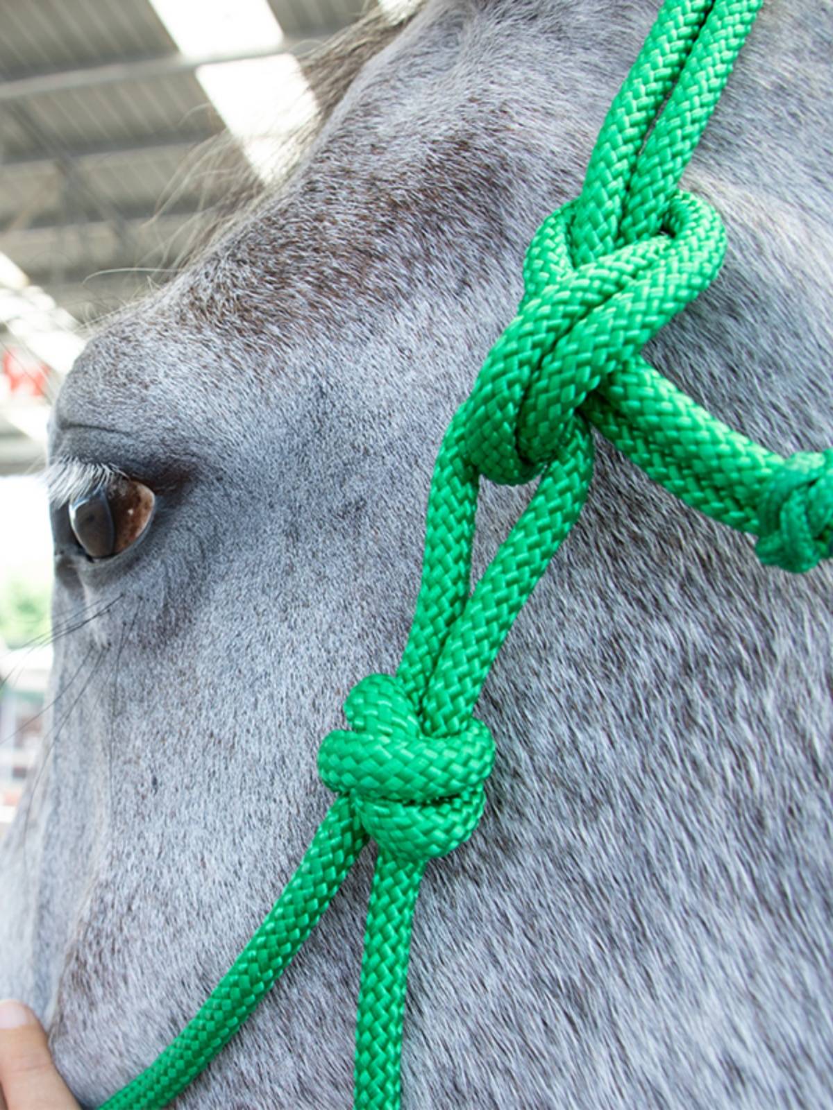 Epona woven rope horses, horses, horses, horses and horses horses horses, equestrian sports
