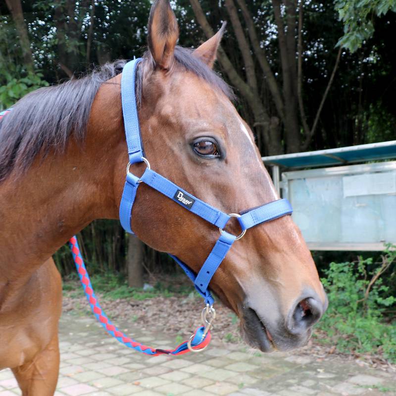 The horse, the horse, the horse, the rope, the horse, the metal hook