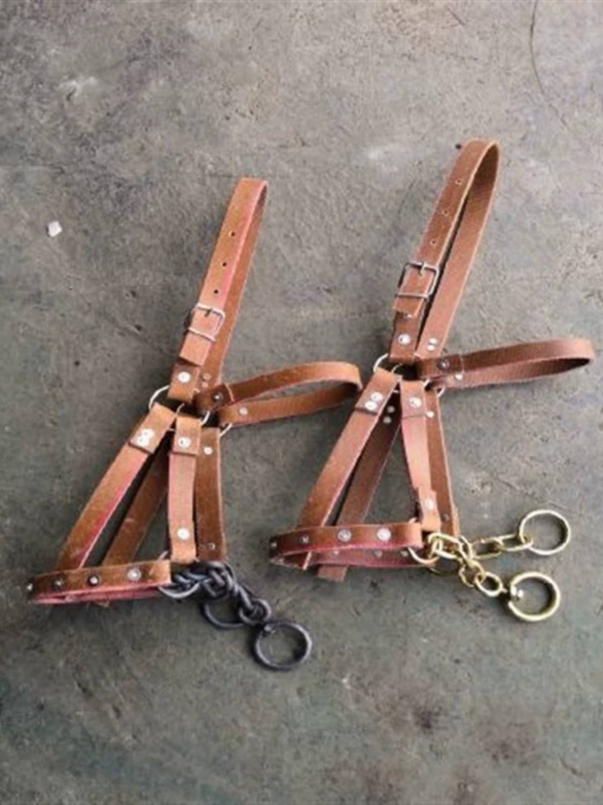 I've got a horse in my head, and I've got a horse in my head