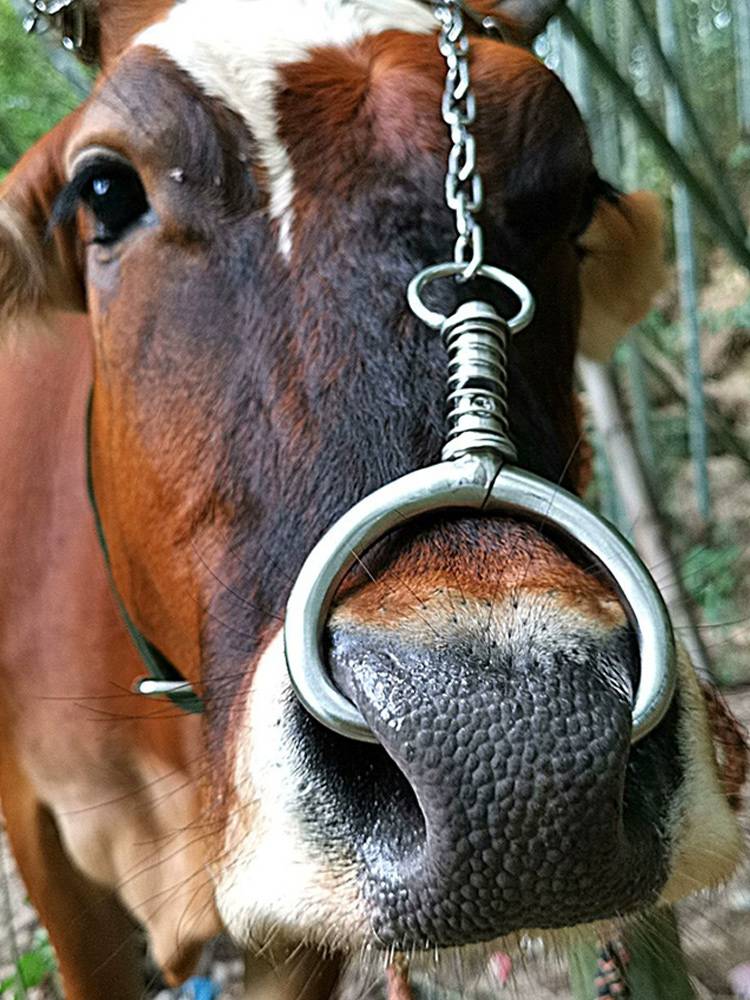 Bull nose ring cattle nose stainless steel metal beef nose pliers bigger cow raising large -hole exemption traction tongs with equipment