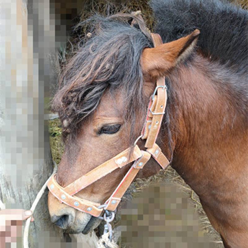 the horse's head is a hand-made horse's head, full of the horse's dragon's tatters