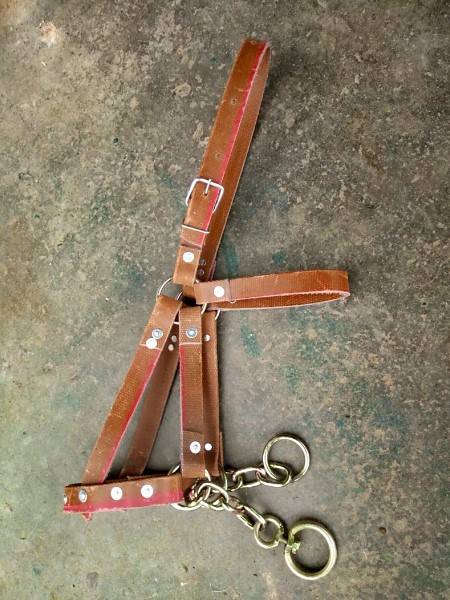 MARLON'S GOT A WHOLE SET OF D-WALKING-LINED HORSEPIKES