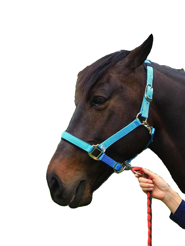 Color woven belt horses rope, horse rope full woven hook hook bolt rope supporting horse cage head supplies