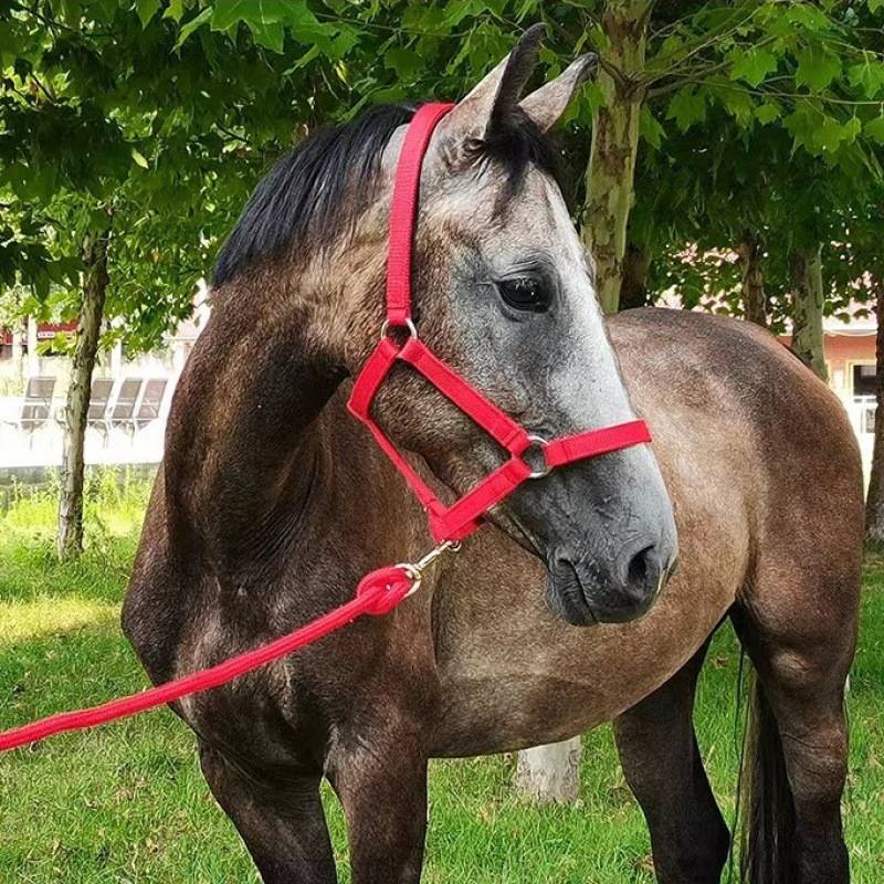 JR woven belt anti -grinding horse faucet lens horse cage equestrian horseshuto equipment Walking horse walk and traction rope durable