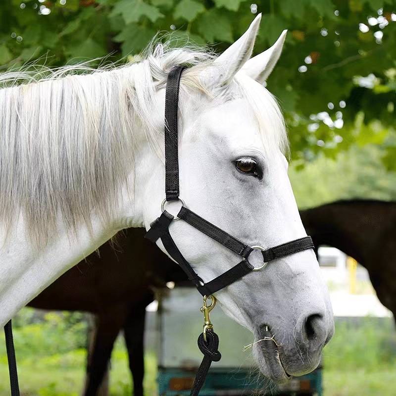 JR woven belt anti -grinding horse faucet lens horse cage equestrian horseshuto equipment Walking horse walk and traction rope durable