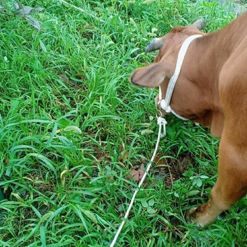 Tie Niu Special Rope Lag, L rope, cow reins tie sheep rope bleeding, wear -resistant woven rope rope