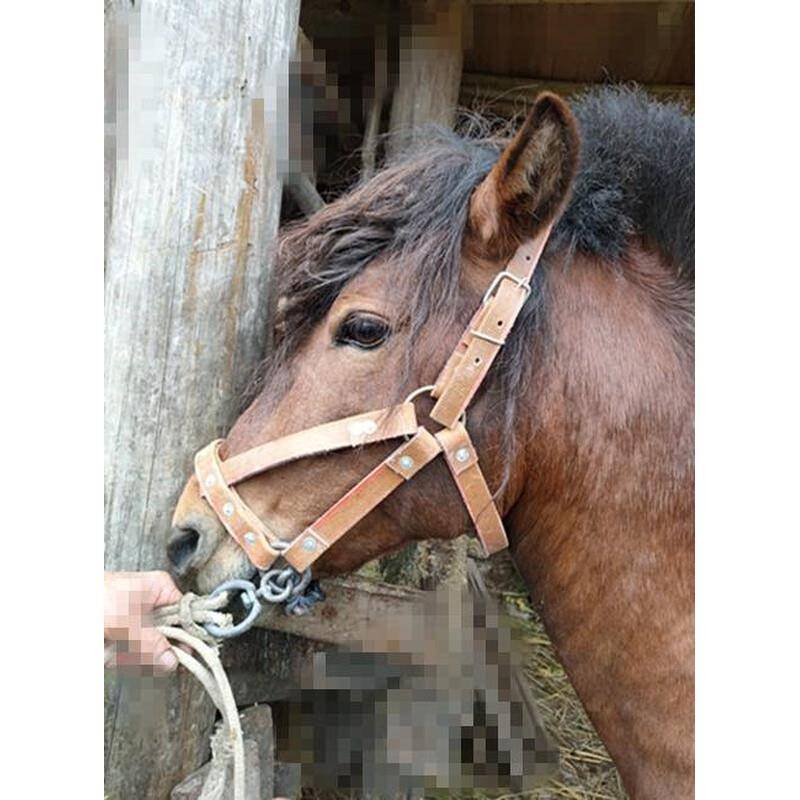 Selected donkey horses cage horse cage sets with chewing reins full set of horseshto horsettels, tuning horses