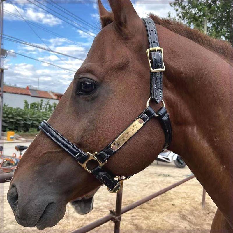 2024 Xinpin Menzi Malaysia Follower Horse Large Horse Horse Holder Super Fiber Skin Material