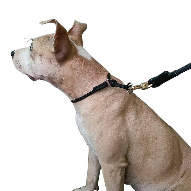 Dog traction dog rope horses rope dog ropes, dog neck, pinks, golden hair, large dog Germany, dog morals walking dog rope