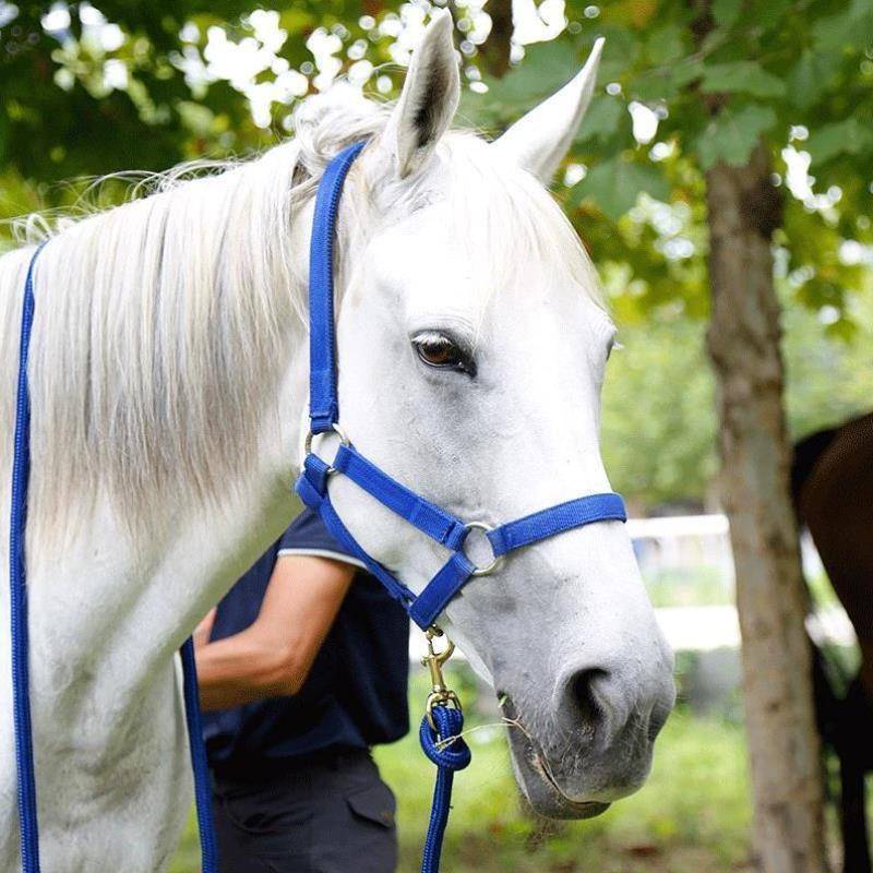 The new horse cage horse chewed horses and horses horses horses horses, horses, horses, horses, horses, all sets of horseshomes for anti -grinding selection