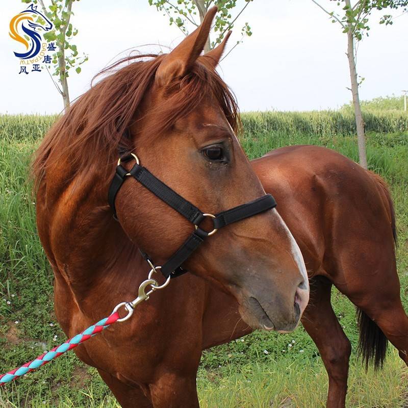 Horse horses ropes A rope horses equipped with horseshole -headed rope essential ride riding products size and small horse horses