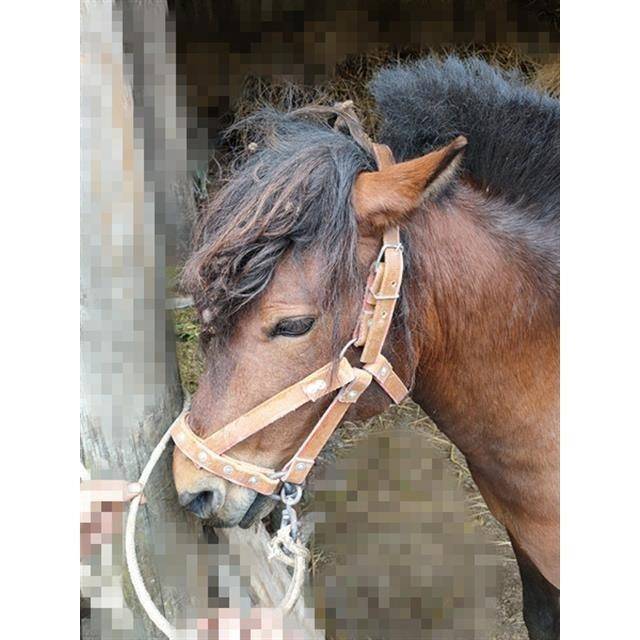 Horse-heads, cattle-to-eaters, horse-to-maroons, horse-to-horse-to-horse-to-horse-to-horse-to-man