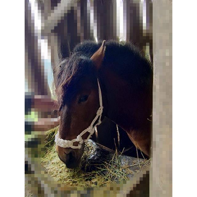 Horse-heads, cattle-to-eaters, horse-to-maroons, horse-to-horse-to-horse-to-horse-to-horse-to-man