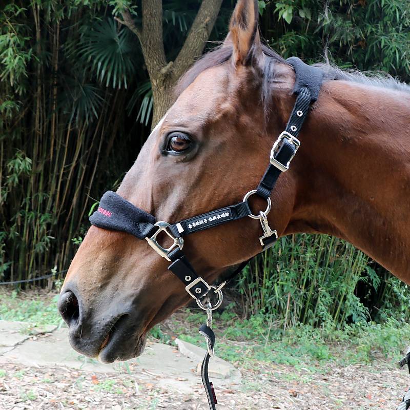 Glutter horses and puffy horse cages are strong/wear -resistant horseson sleeve adjustable horseshouse (without horsepower rope)