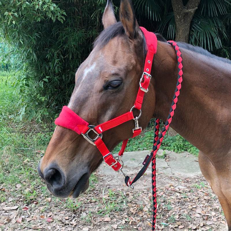 Glutter horses and puffy horse cages are strong/wear -resistant horseson sleeve adjustable horseshouse (without horsepower rope)