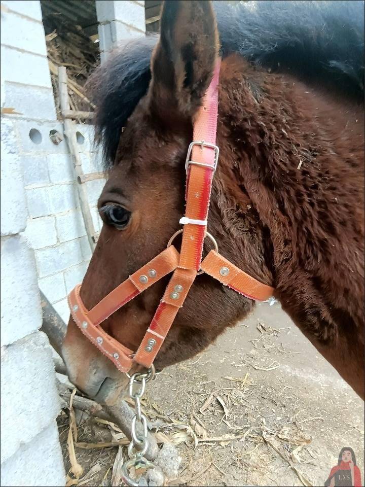 Comes with a chewing mouth, horses, tuning horse cage, horsepower cage, horses, cow mouth, horses, horses tuning horse tap