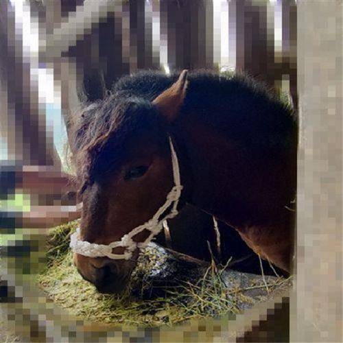 I've got a horse in my head, and I've got a horse in my head
