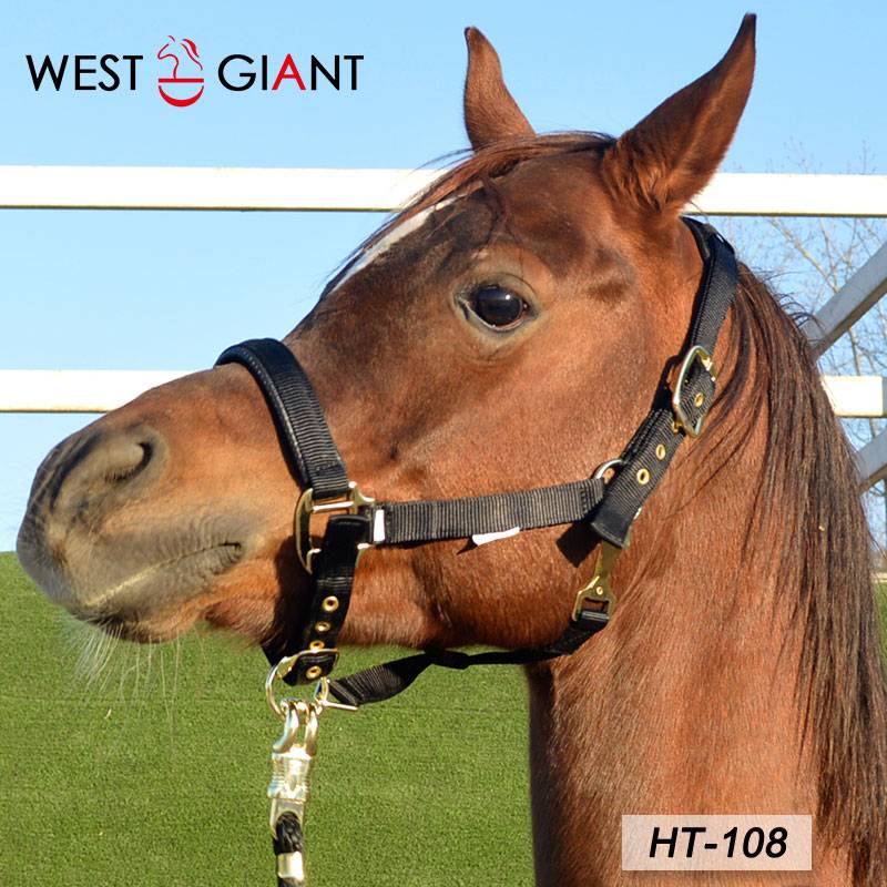It's a good time to kill a horse