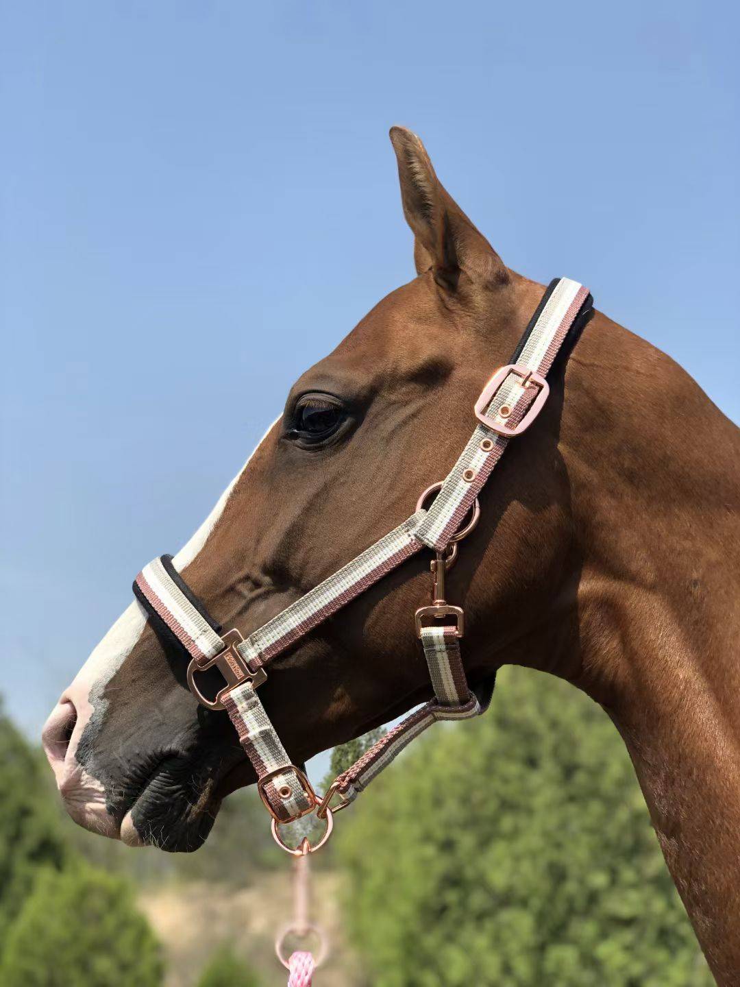 European little horse closer Pony Halter Broken Clear Clear Clear Special offer to send horses and horses of horses