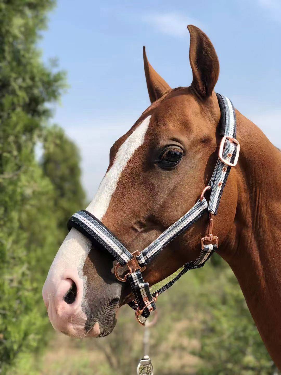 European little horse closer Pony Halter Broken Clear Clear Clear Special offer to send horses and horses of horses