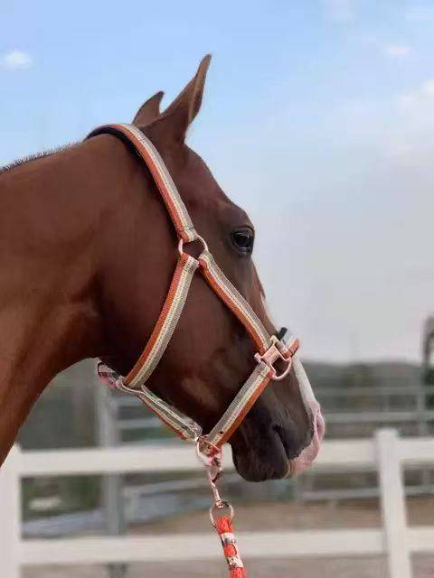 European little horse closer Pony Halter Broken Clear Clear Clear Special offer to send horses and horses of horses