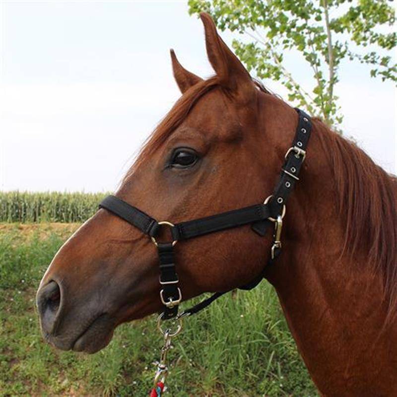 A full-lined plaque for the size and size of the pony-head coop