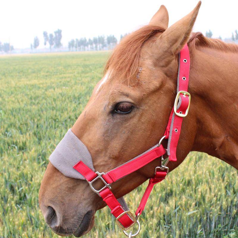 The horse's head is grinding, the horse's head is full of horse's utensils, ten to one loss