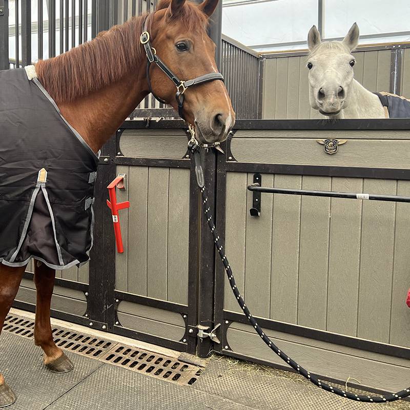 IKONIC horses rope, horsepower horse rope traction horses, horses, equestrian sports horse equipment