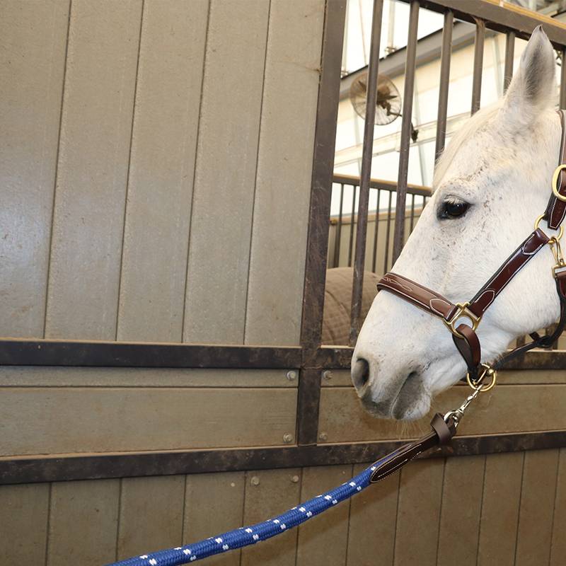 IKONIC horses rope, horsepower horse rope traction horses, horses, equestrian sports horse equipment