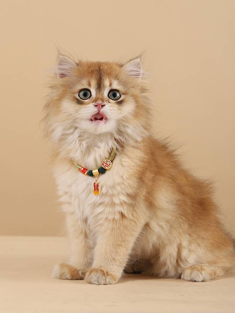 Cat collar woven blessing brand decorative cat kitten accessories cute jewelry neck ring pet bib dog dog necklace