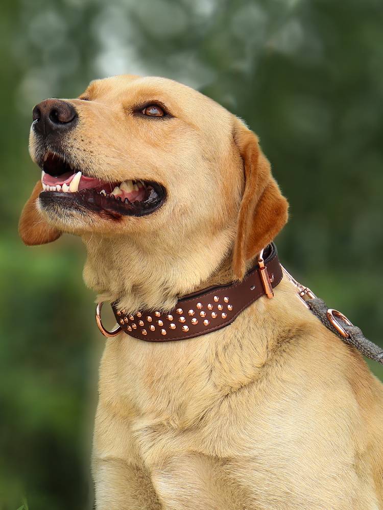 The head layer cowhide collar large dog rivet neck ring anti -bite -proof collar collar horse dog golden wool neck leather
