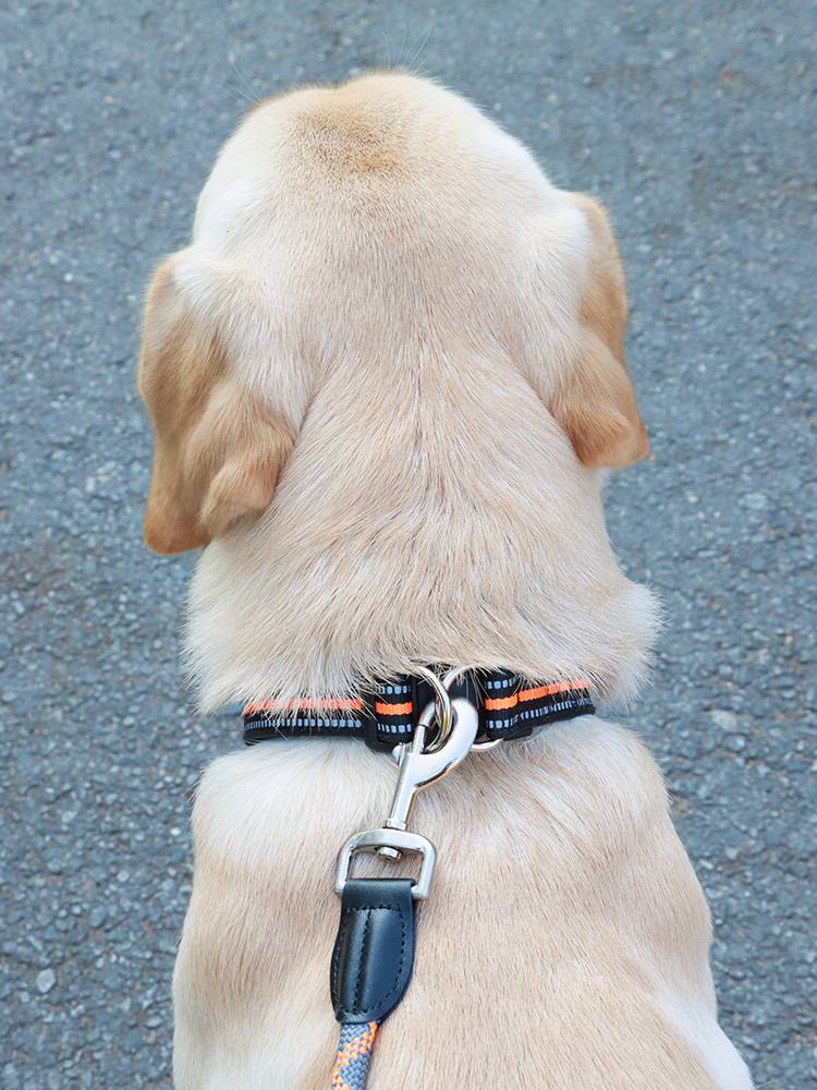 Large dogs and dogs rope in the dog collar Golden Mao Dog Circle Fighting Circle Corki Shiba Inu Labrador dogs