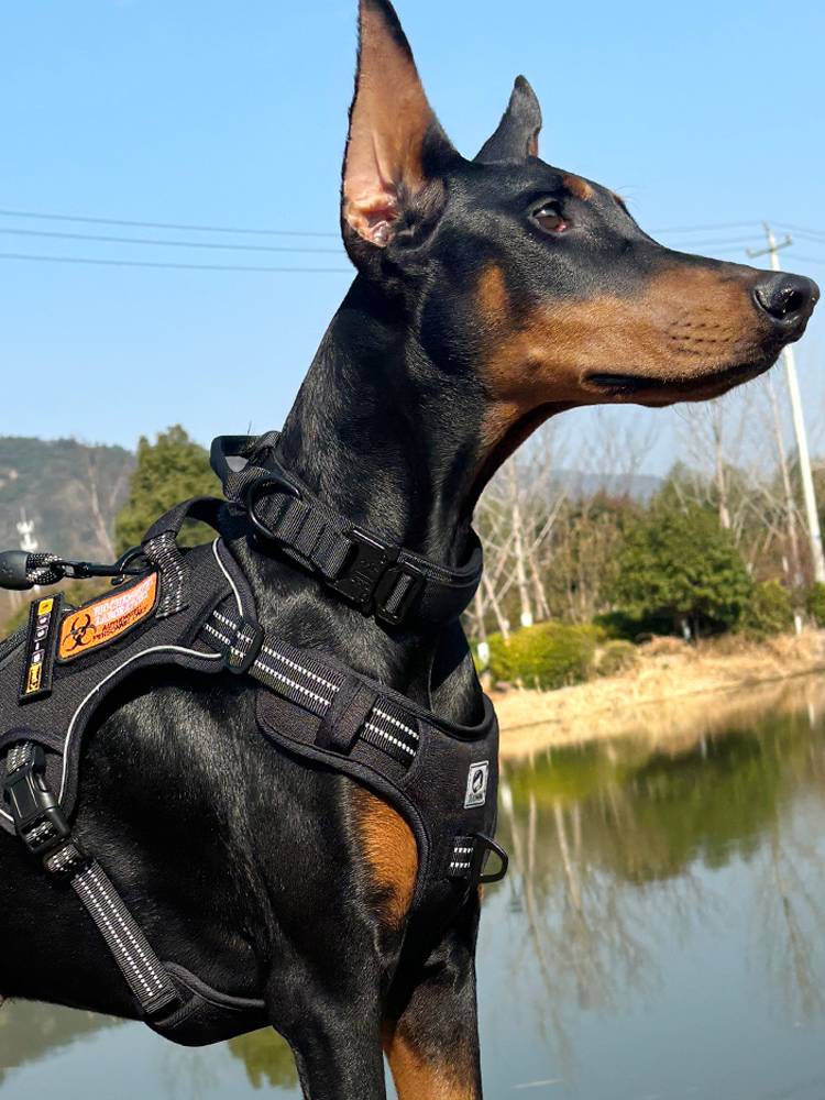 The Big Bang Dog collar