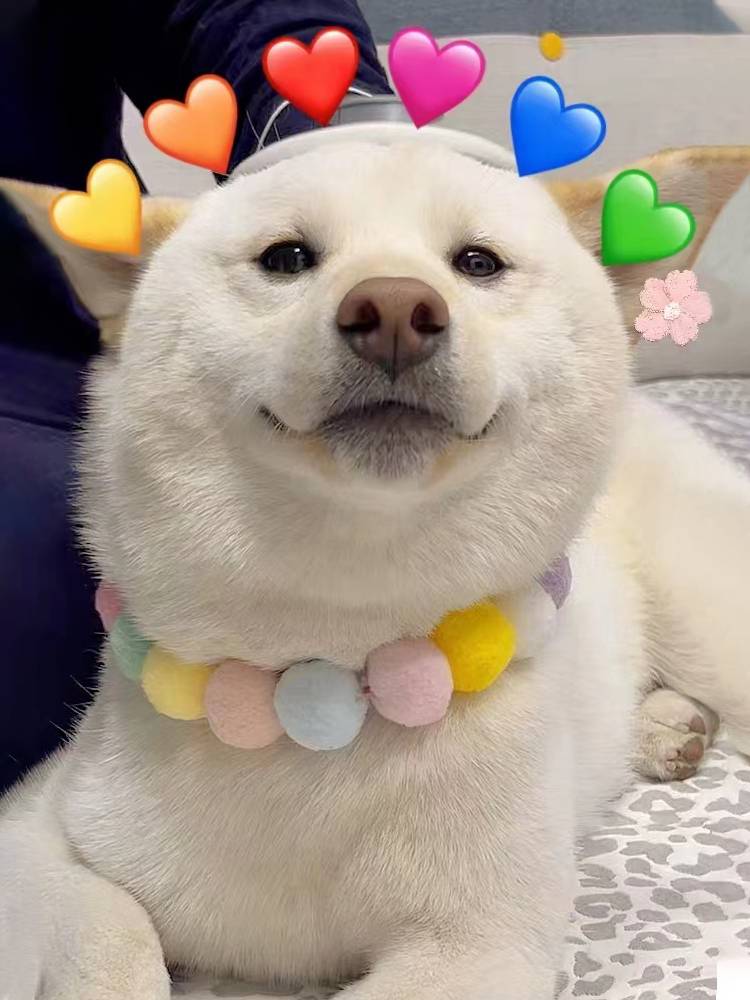 Dog collar cat necklace, dog neck ring clothes, hair ball pets, Shiba Inu Corki Teddy accessories
