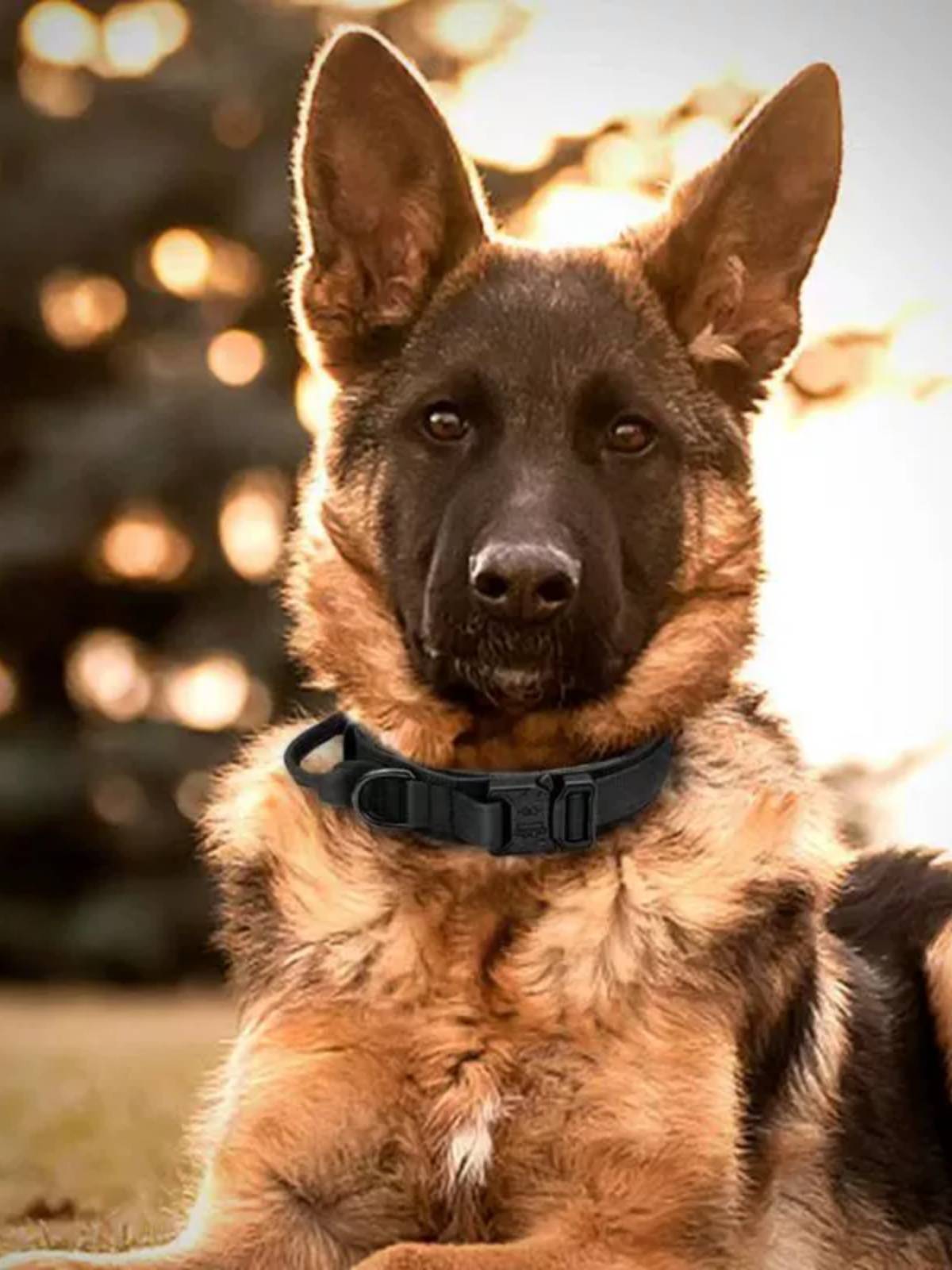 Tactical dog collar strong anti -explosion dog -proof dog chain horses, golden -haired shepherd dog medium large dog collar