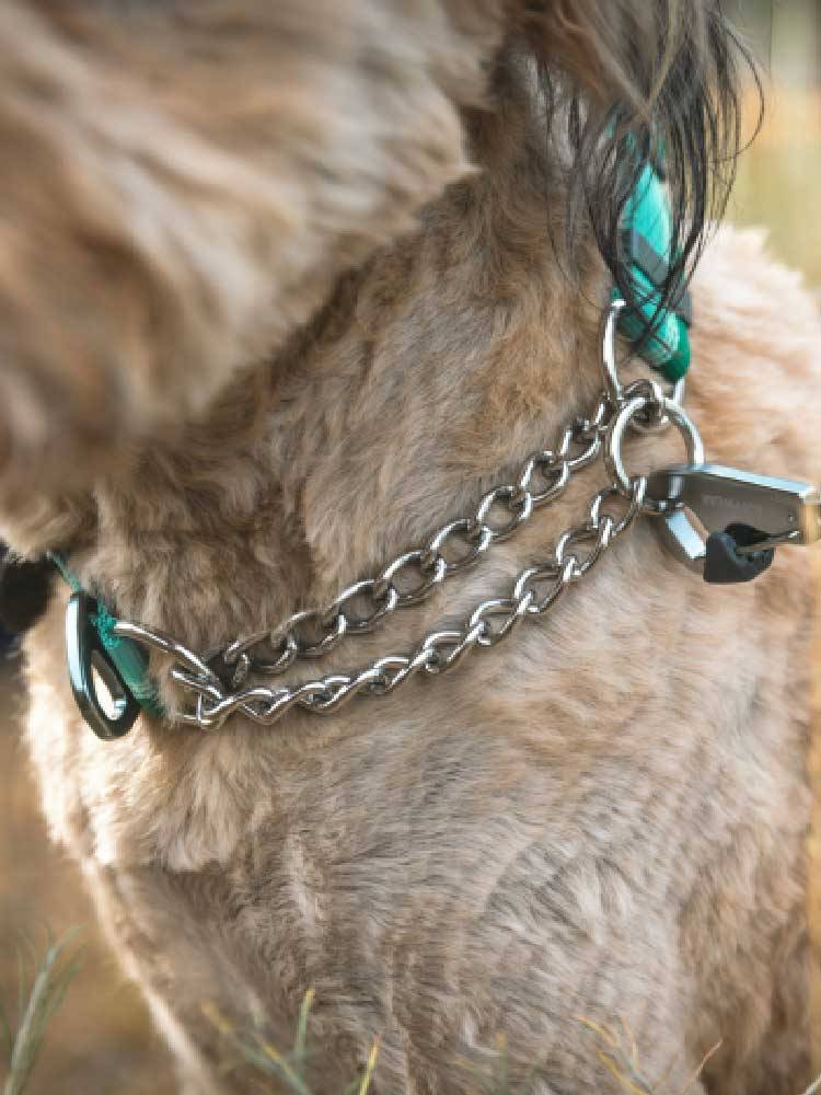Lafwellian guest half -P chain dog collar Ruffwear, large and small dogs and dog neck ring dog neck circles
