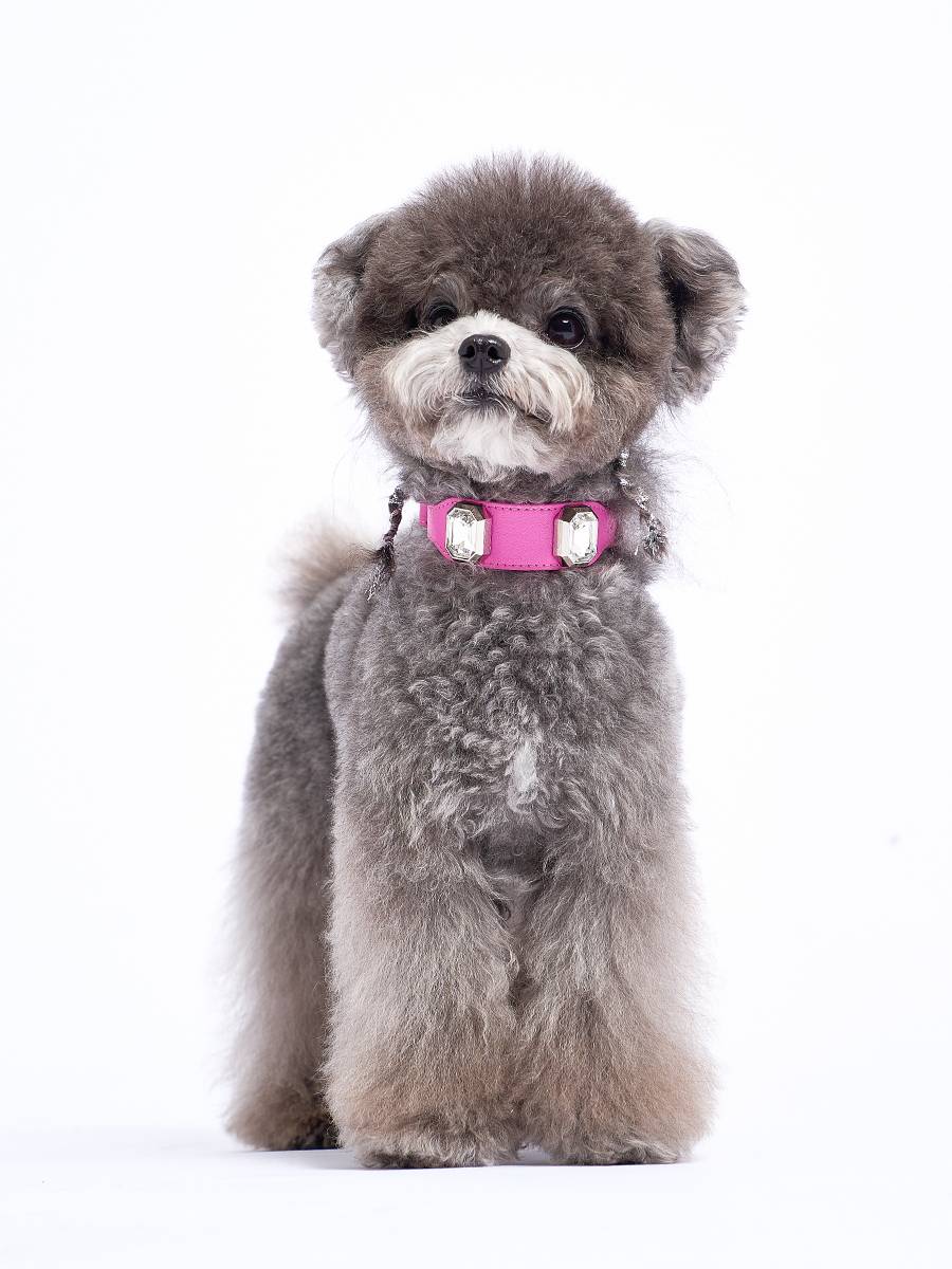 Mars call marsmail Pet collars Todium traction rope large, small, small, small, small, cats, dogs, dogs, neck neck