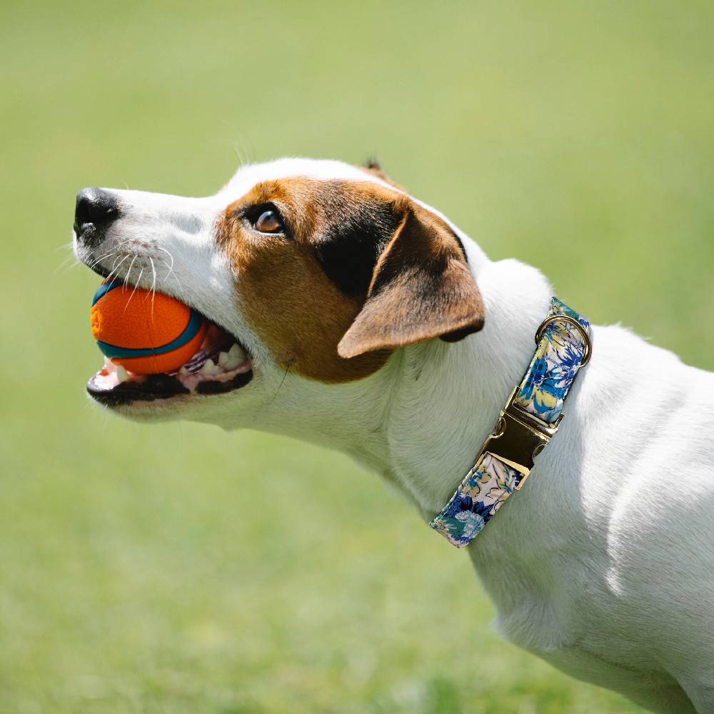 Dog engraving item ring to prevent the neck of the neck ring, neck ring, small teddy traction rope small, medium large dog telescopic dog rope dog circle
