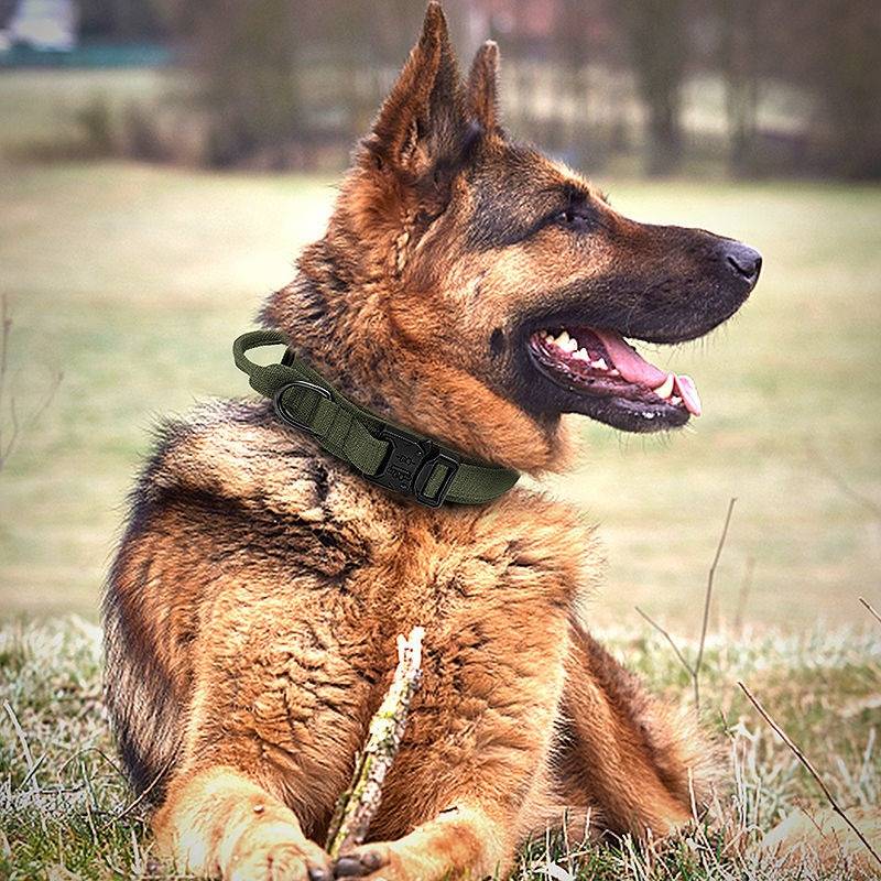 Large dogs and dogs in tactical collars, horses and dogs, dogde, golden retraades, lattoed rods of the neck of the neck of the neck,