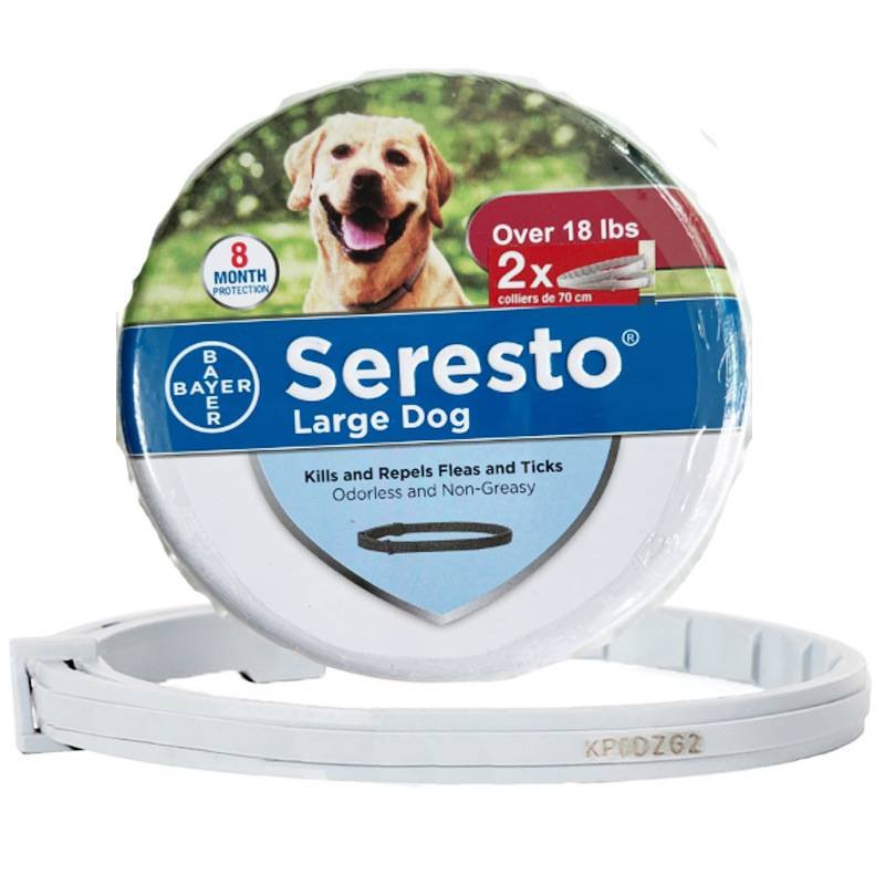 A new, beautiful, big dog