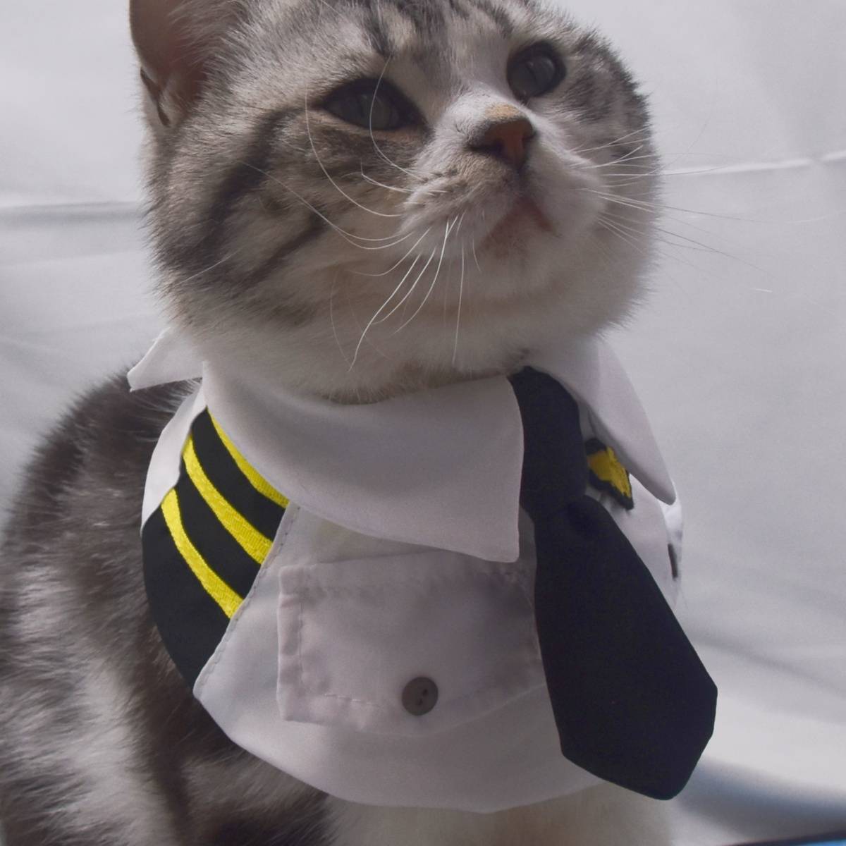 Pet Scarf Air Force Captain Airfs Uniform Large Dog Triangle Triangle Waterfall Shiba Inu collar bib