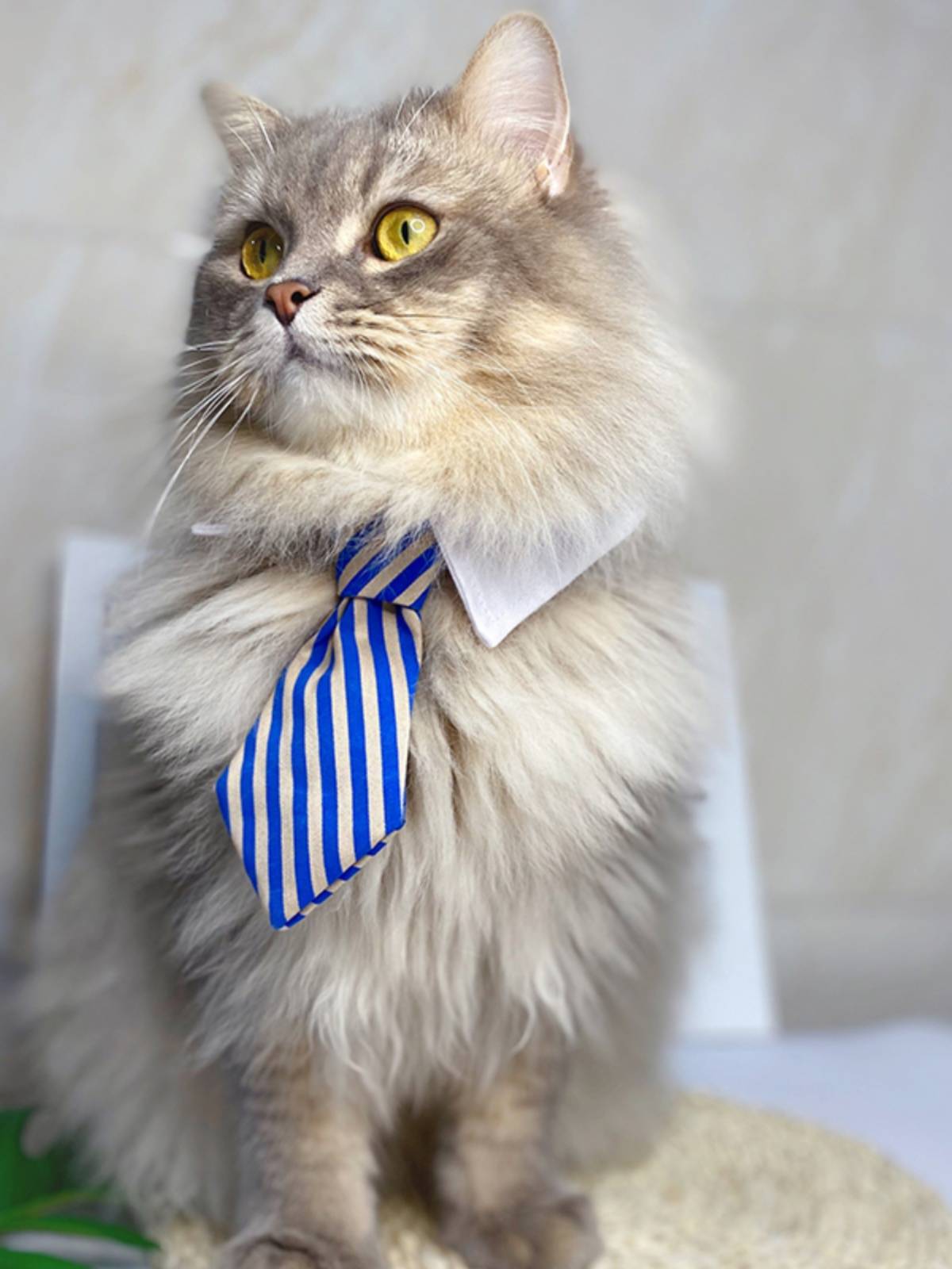 Pet cat dog, dog, gentleman's collars, festive collar dogs, handsome British short cloth puppet tie, camera props