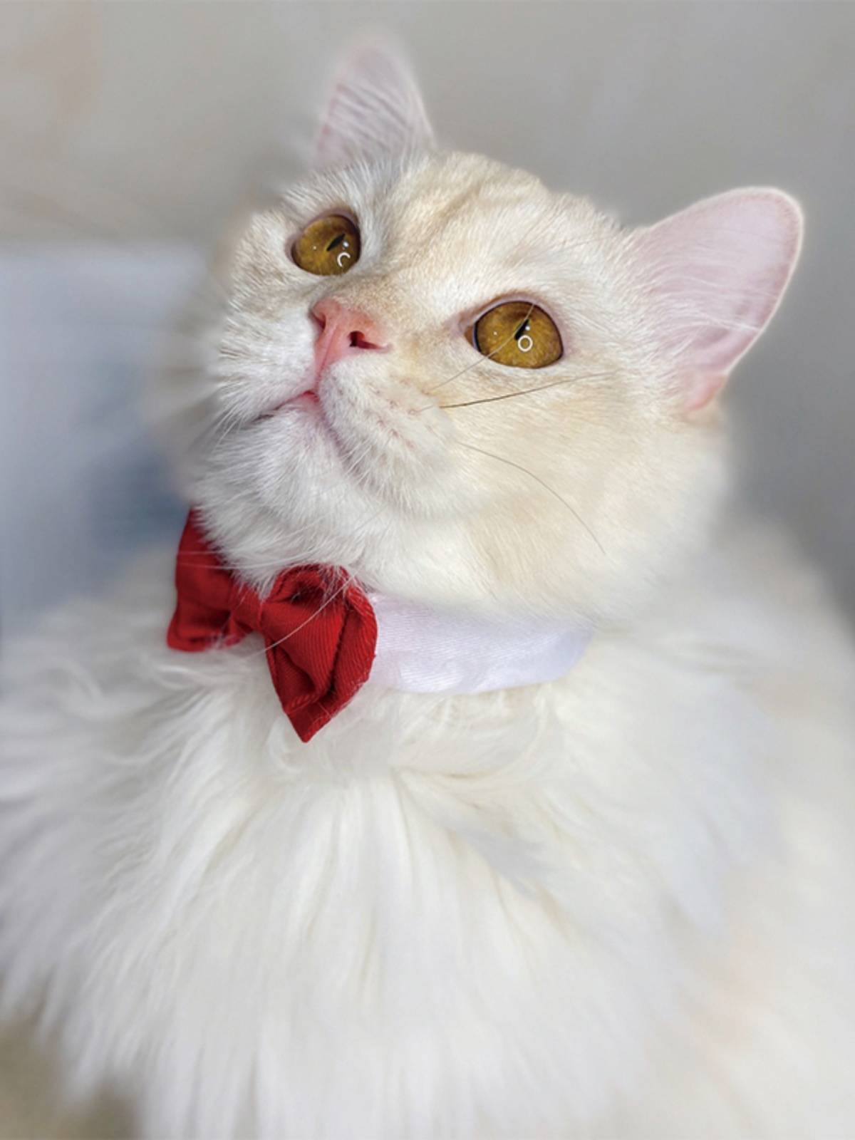 Pet cat dog, dog, gentleman's collars, festive collar dogs, handsome British short cloth puppet tie, camera props