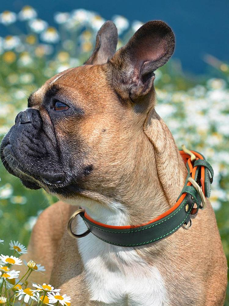 Dog engraving collars in large dogs Ke Fund Mao Defense Customized Famous Brand Pets Custom Dog Tale
