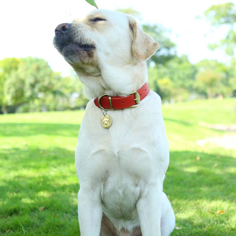 Cowhide dog collar large dog Labrador's neck ring neck ring golden retriever Huskma dog leather dog neck cover