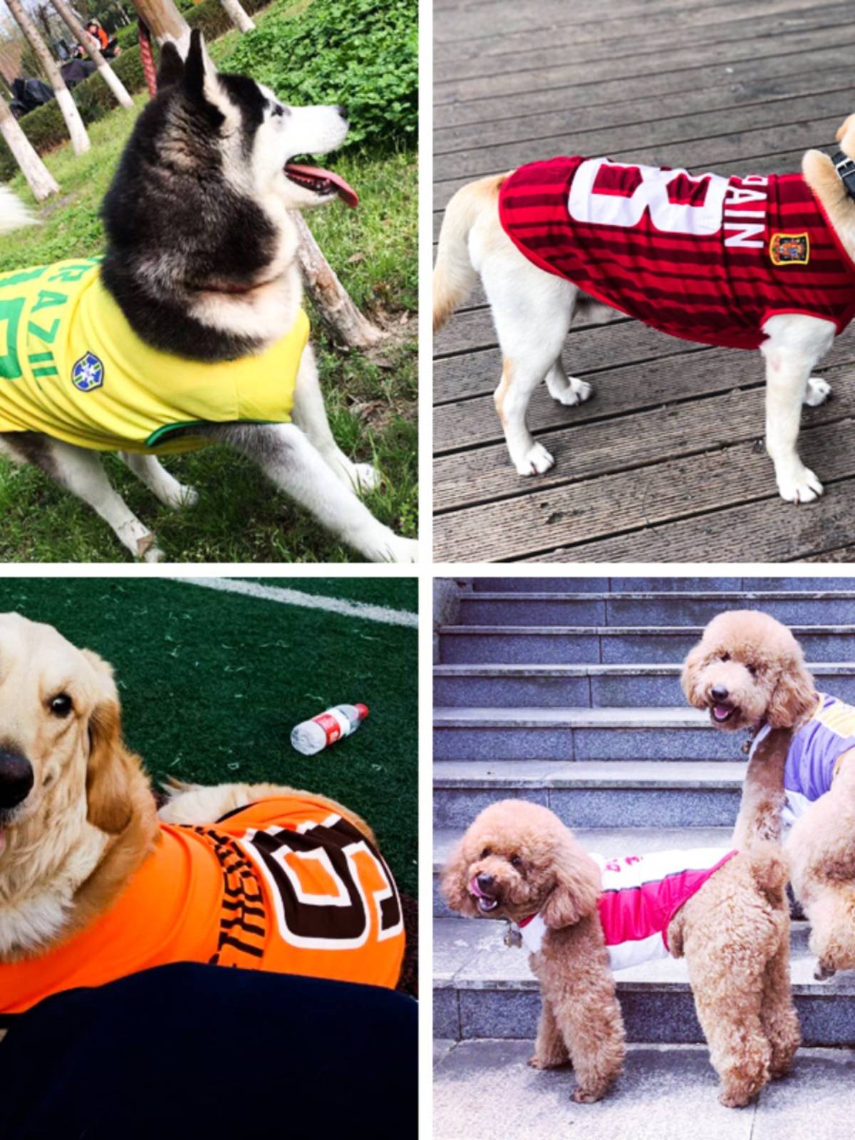 Dog clothes Summer thin golden retraada Samsaye border pasta medium large dog big dog sunscreen vest