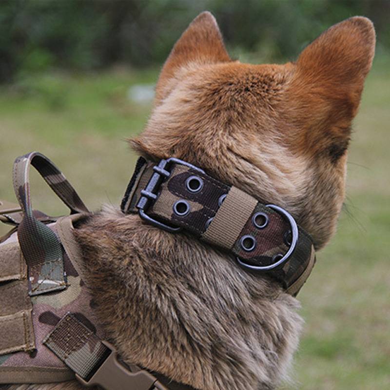 Large dogs in the dog neck circle are strong, do not, the neck of the horses, the golden retriever, the neck of the campaign, the dog's neck, the bite dog item traction rope